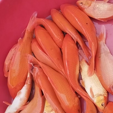 兴国红鲤水花，规格苗