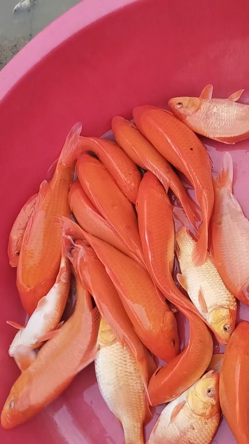 兴国红鲤水花，规格苗
