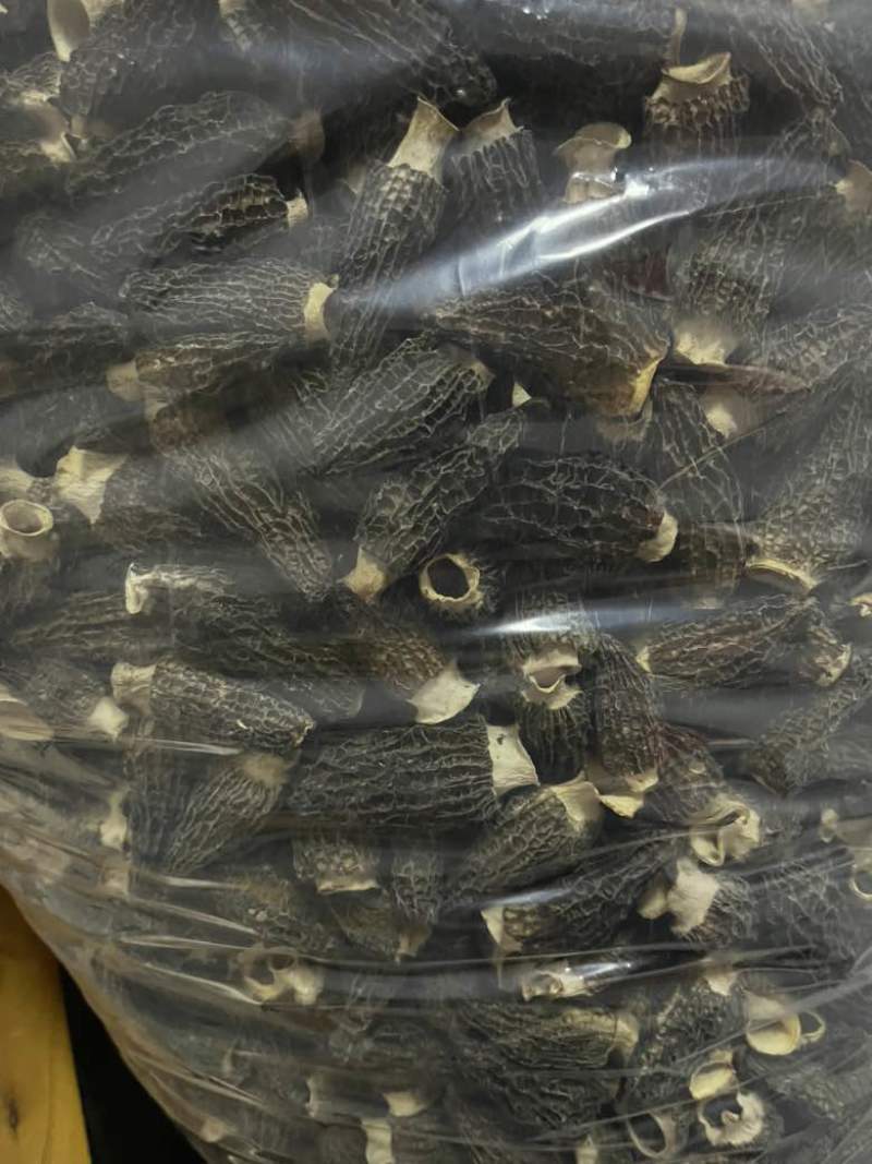 2026年头茬羊肚菌干品，自有种植基地