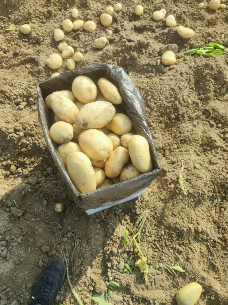 黄心土豆