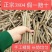 速生杨树苗3804杨树苗白杨树苗无絮园林绿化树苗扦插条扦插断