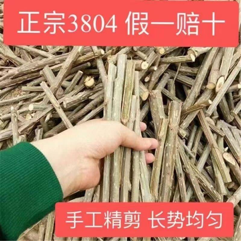 速生杨树苗3804杨树苗白杨树苗无絮园林绿化树苗扦插条扦插断