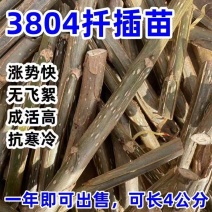 速生杨树苗3804杨树苗白杨树苗无絮园林绿化树苗扦插条扦插断