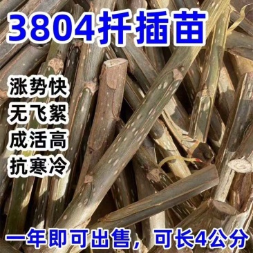 速生杨树苗3804杨树苗白杨树苗无絮园林绿化树苗扦插条扦插断