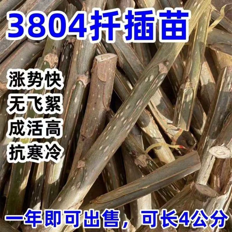 速生杨树苗3804杨树苗白杨树苗无絮园林绿化树苗扦插条扦插断