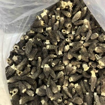2026年头茬羊肚菌干品5-7