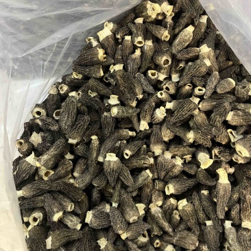 2026年头茬羊肚菌干品5-7