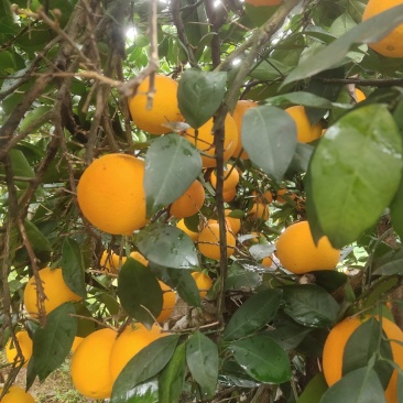 湖南新宁崀山脐橙