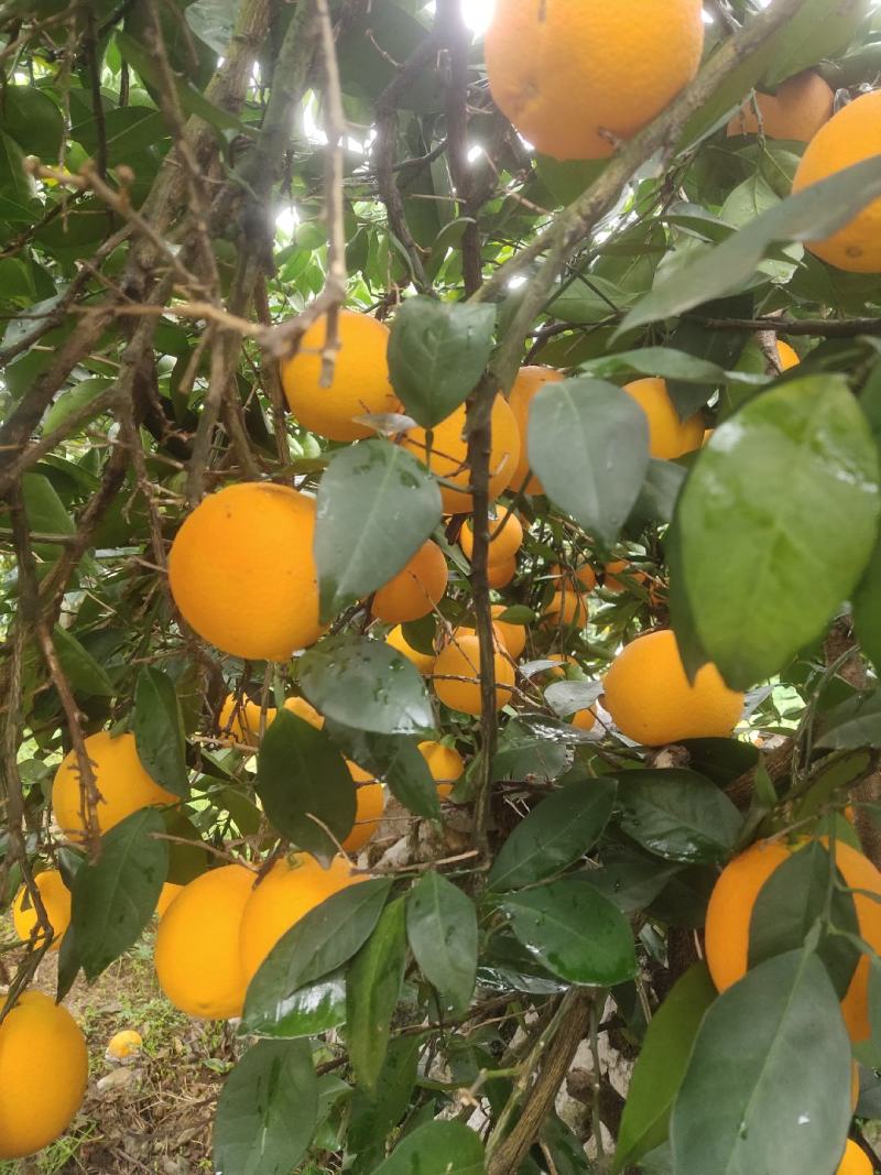 湖南新宁崀山脐橙