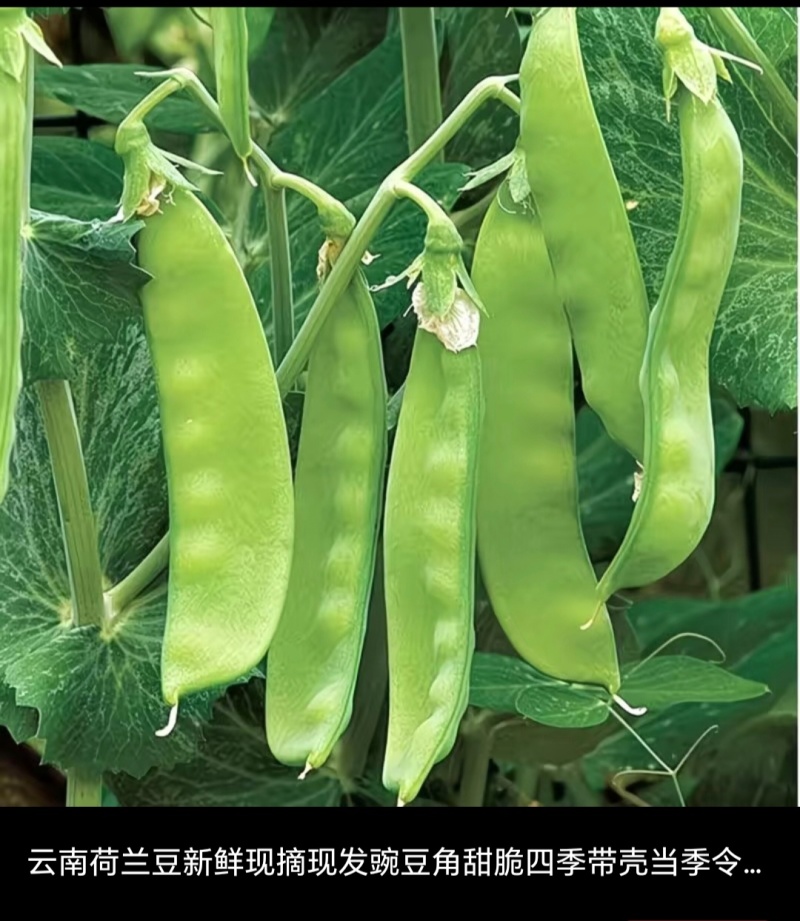 荷兰豆