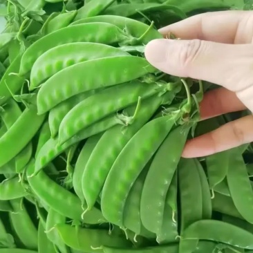 荷兰豆