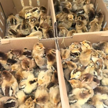 901青脚麻鸡苗，生长周期短，体重大，厂家直销疫苗做好