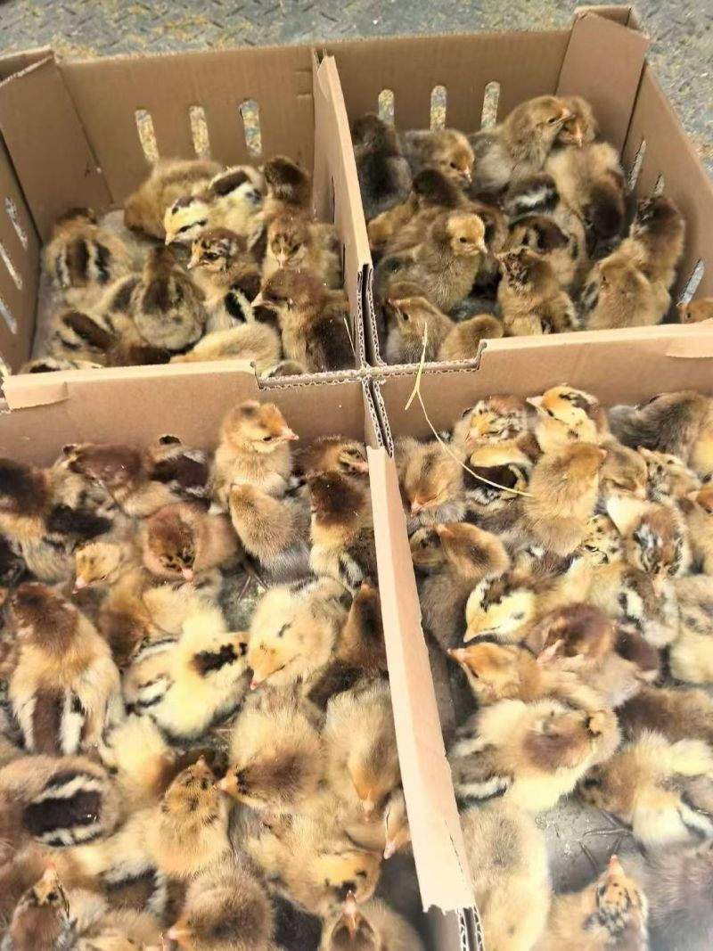 901青脚麻鸡苗，生长周期短，体重大，厂家直销疫苗做好