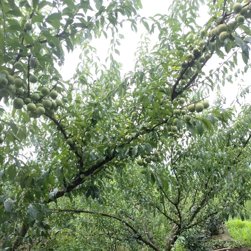 绥江半边红