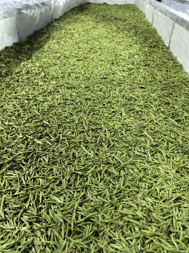 湖南湘西黄金茶