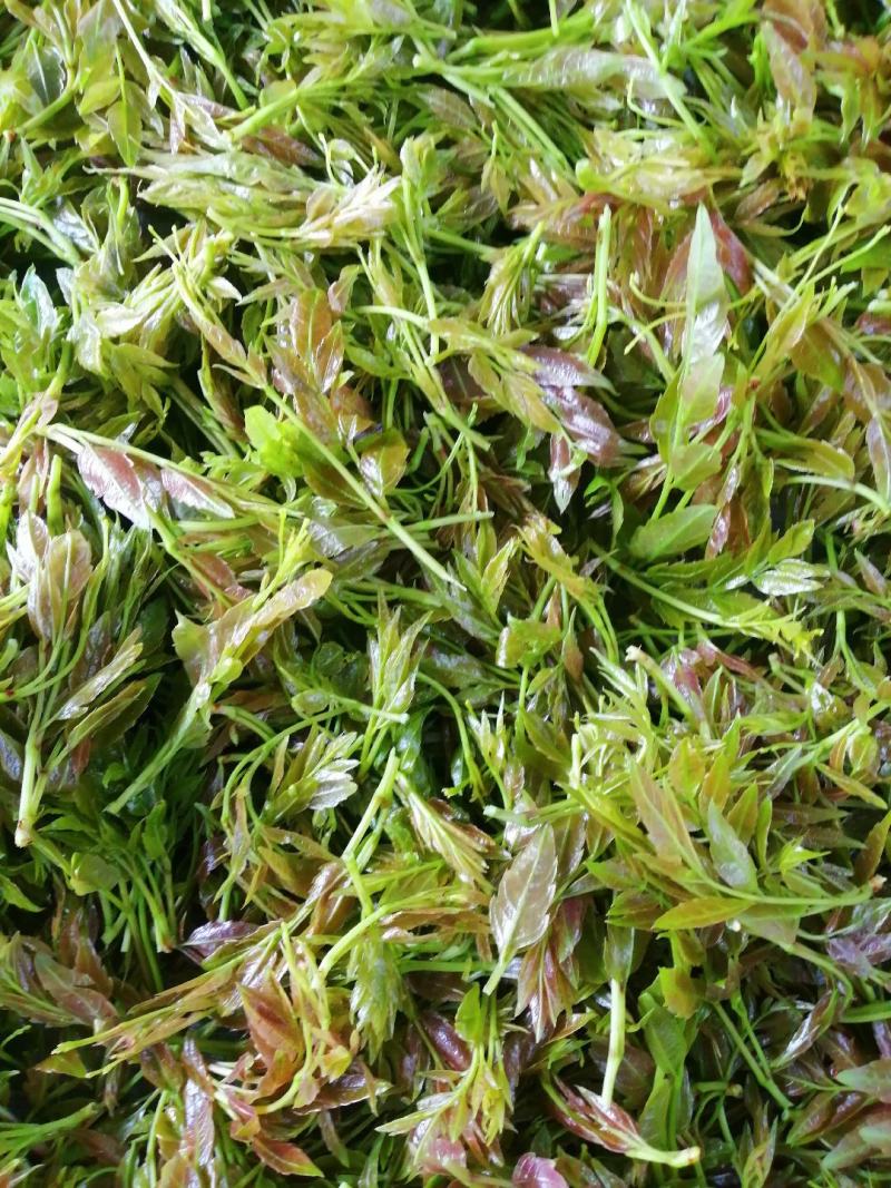 张家界莓茶