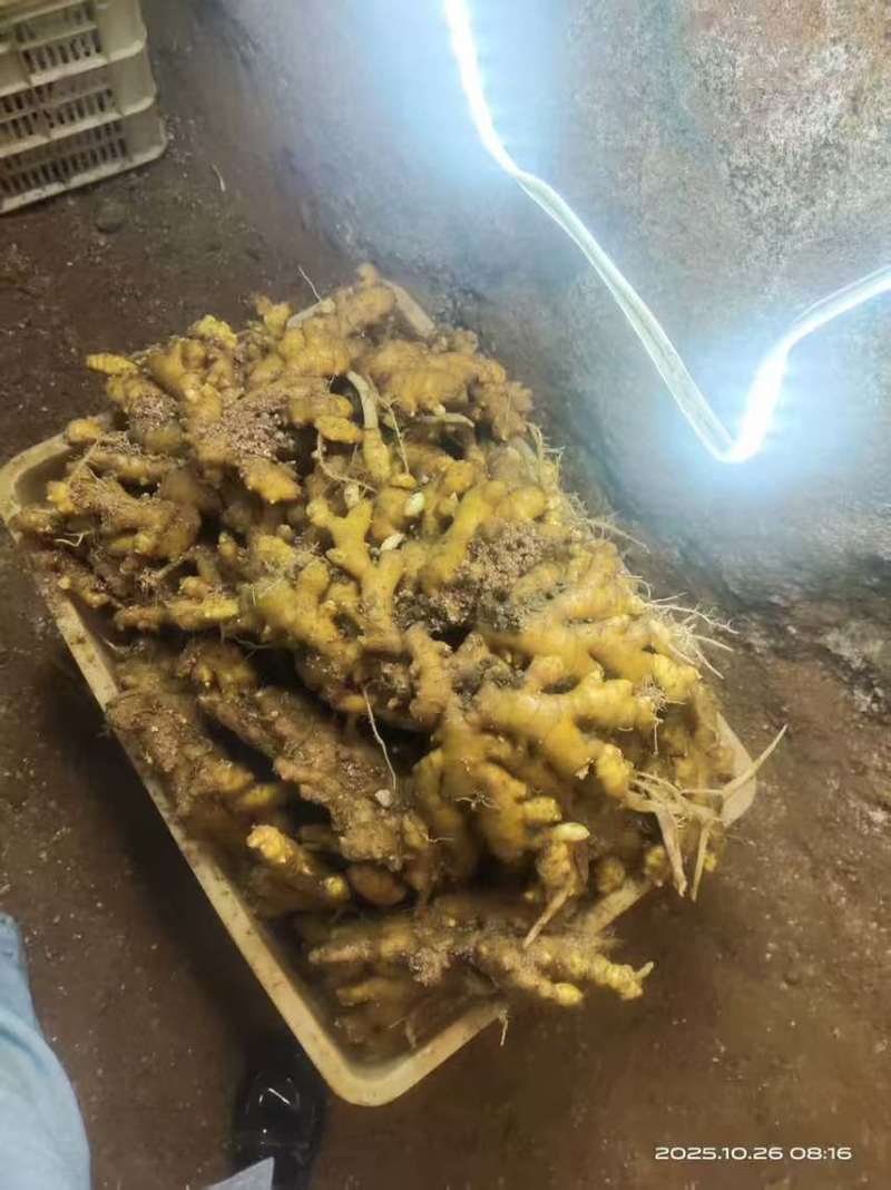 福建戴云山高山小黄姜