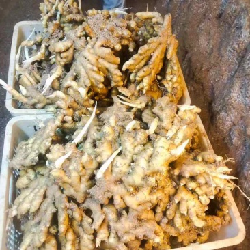 福建戴云山高山小黄姜