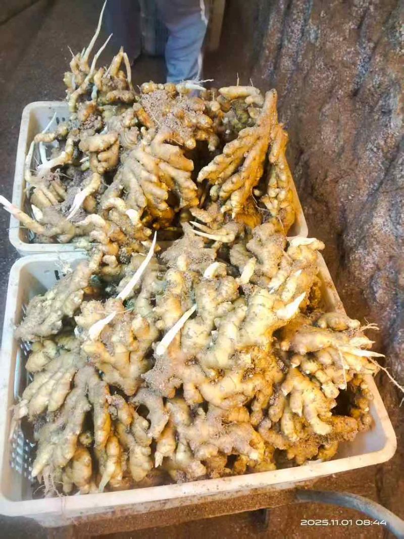 福建戴云山高山小黄姜
