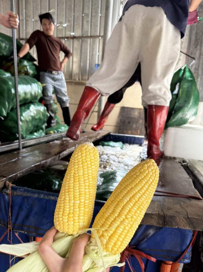 水果玉米甜玉米产地批发量大优惠价格便宜质量保证