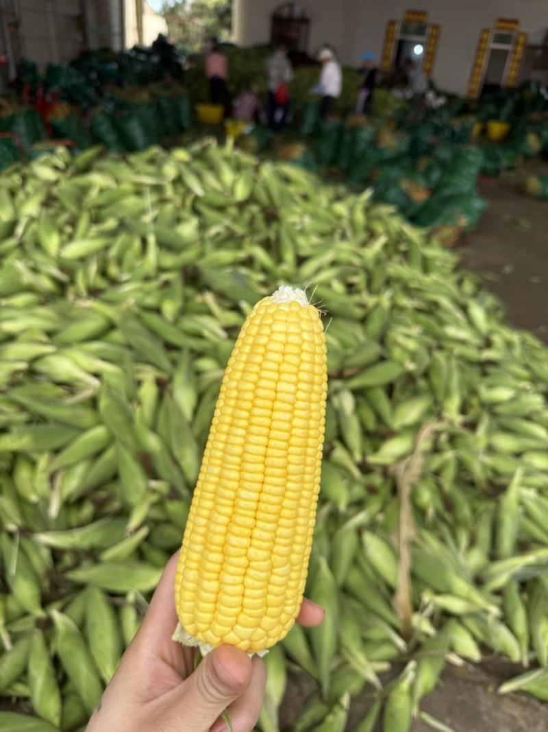 水果玉米甜玉米产地批发量大优惠价格便宜质量保证