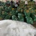 水果玉米甜玉米产地批发量大优惠价格便宜质量保证