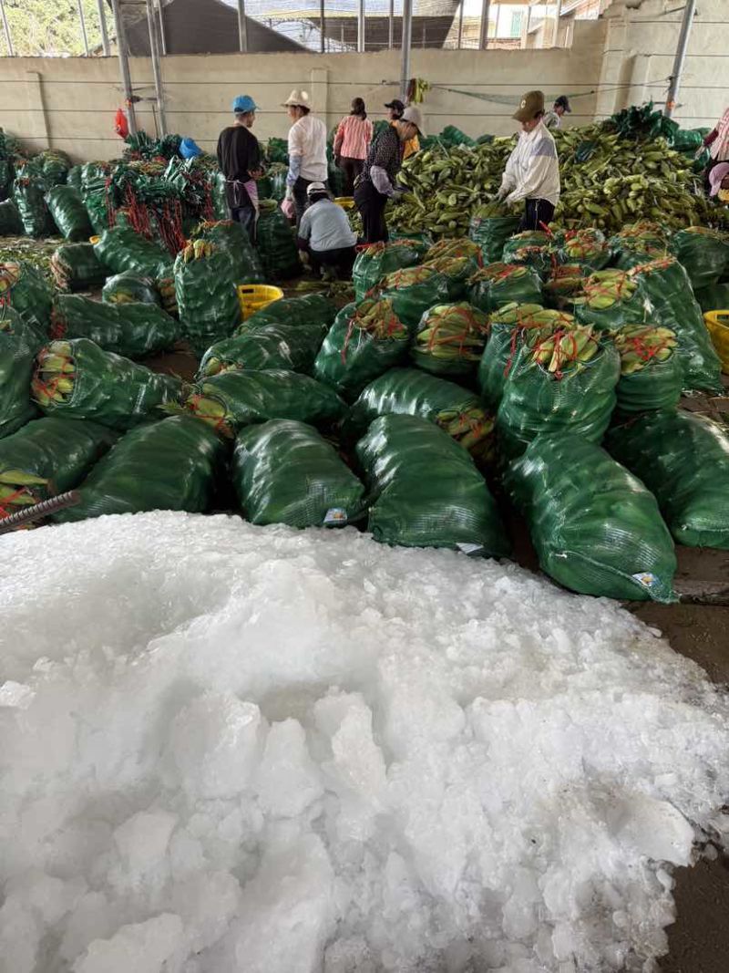 水果玉米甜玉米产地批发量大优惠价格便宜质量保证