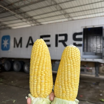 水果玉米甜玉米产地批发量大优惠价格便宜质量保证