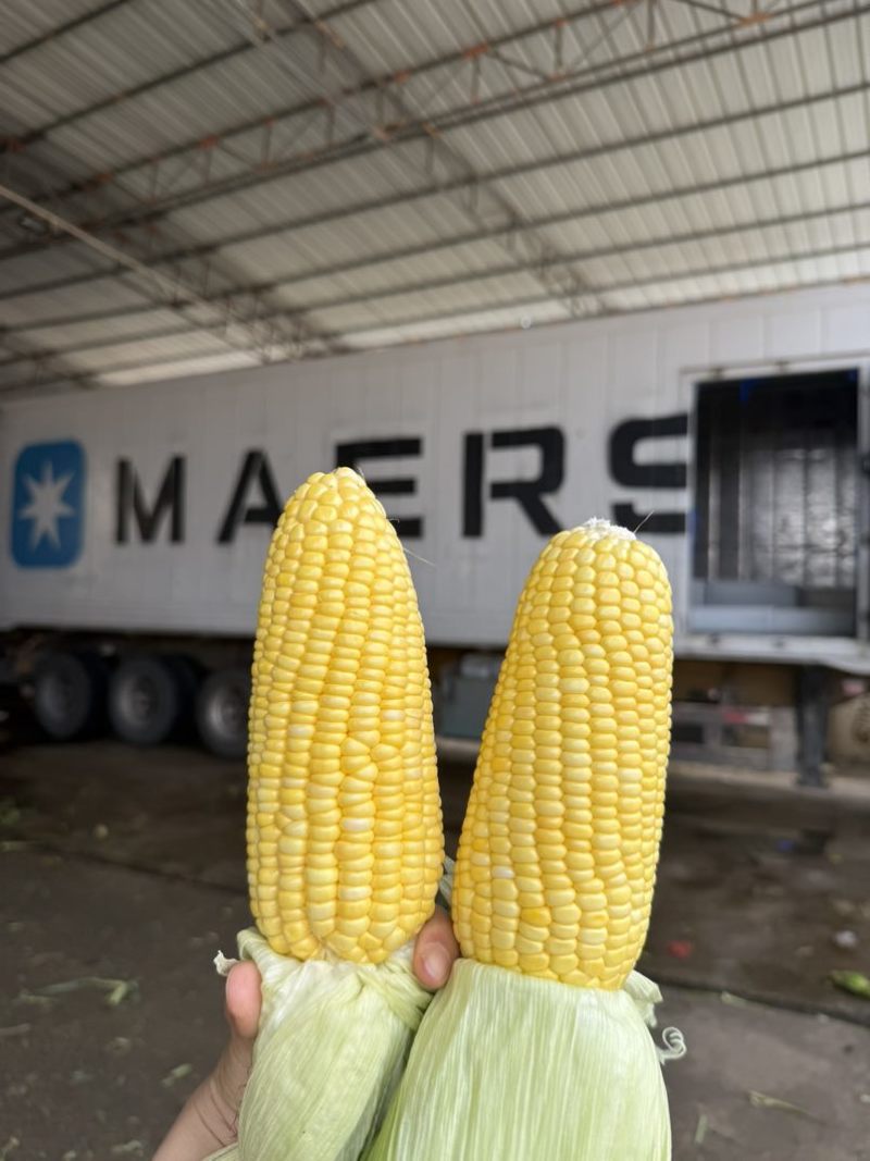 水果玉米甜玉米产地批发量大优惠价格便宜质量保证
