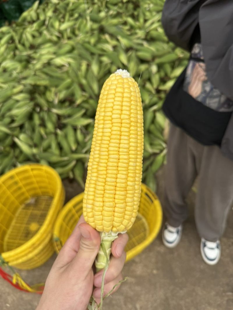 水果玉米甜玉米产地批发量大优惠价格便宜质量保证