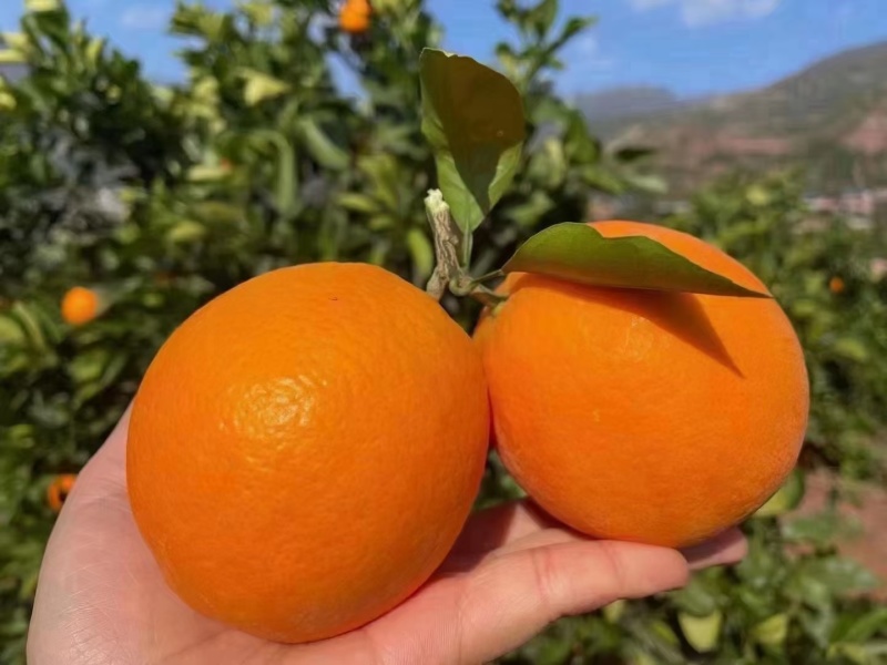 奉节脐橙