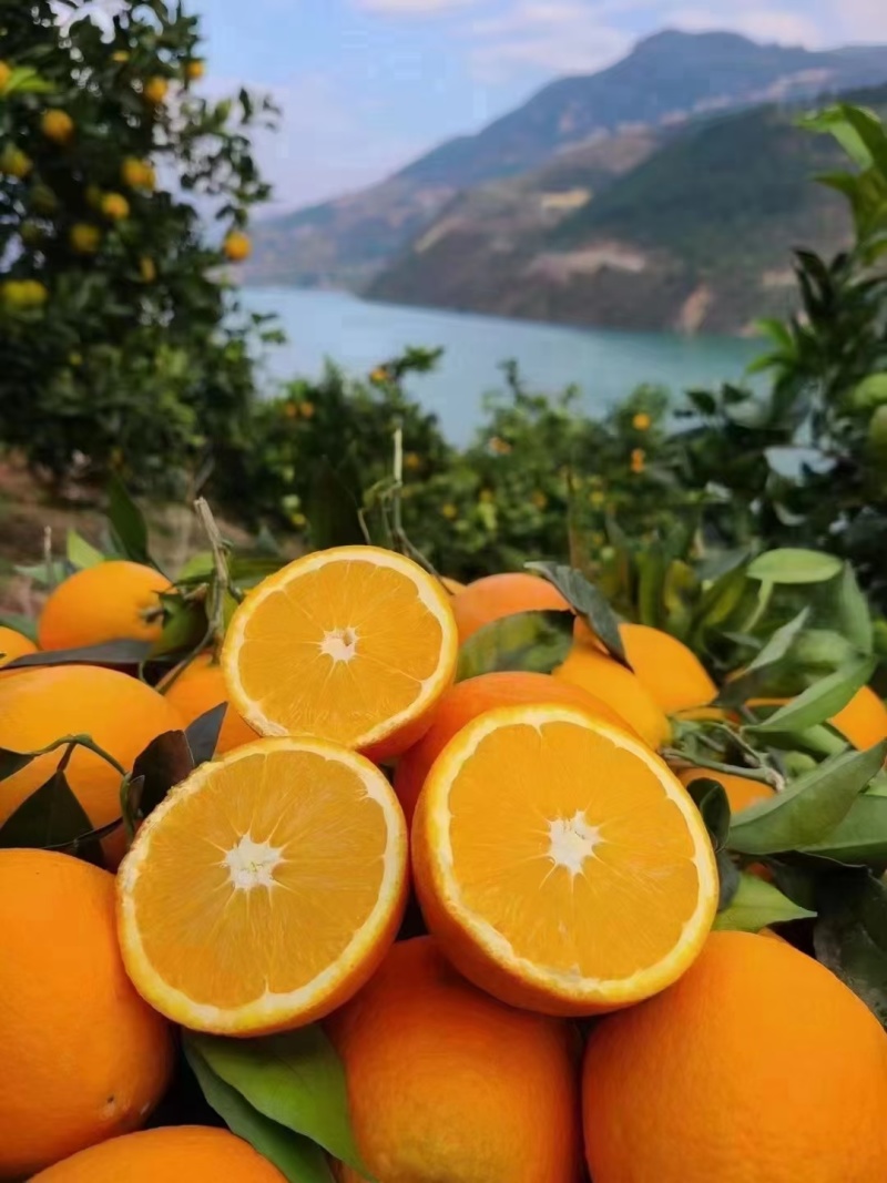 奉节脐橙