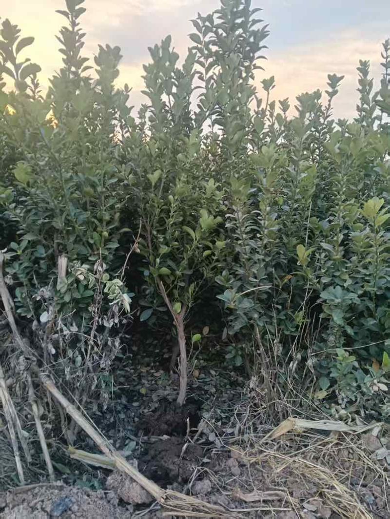 大叶黄杨，小叶黄杨