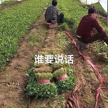 香菜