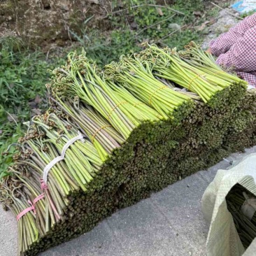 蕨菜