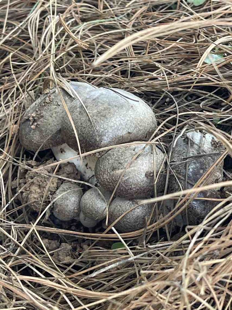 云南高山林下种植新鲜虎掌菌现采现发基地溯源直发