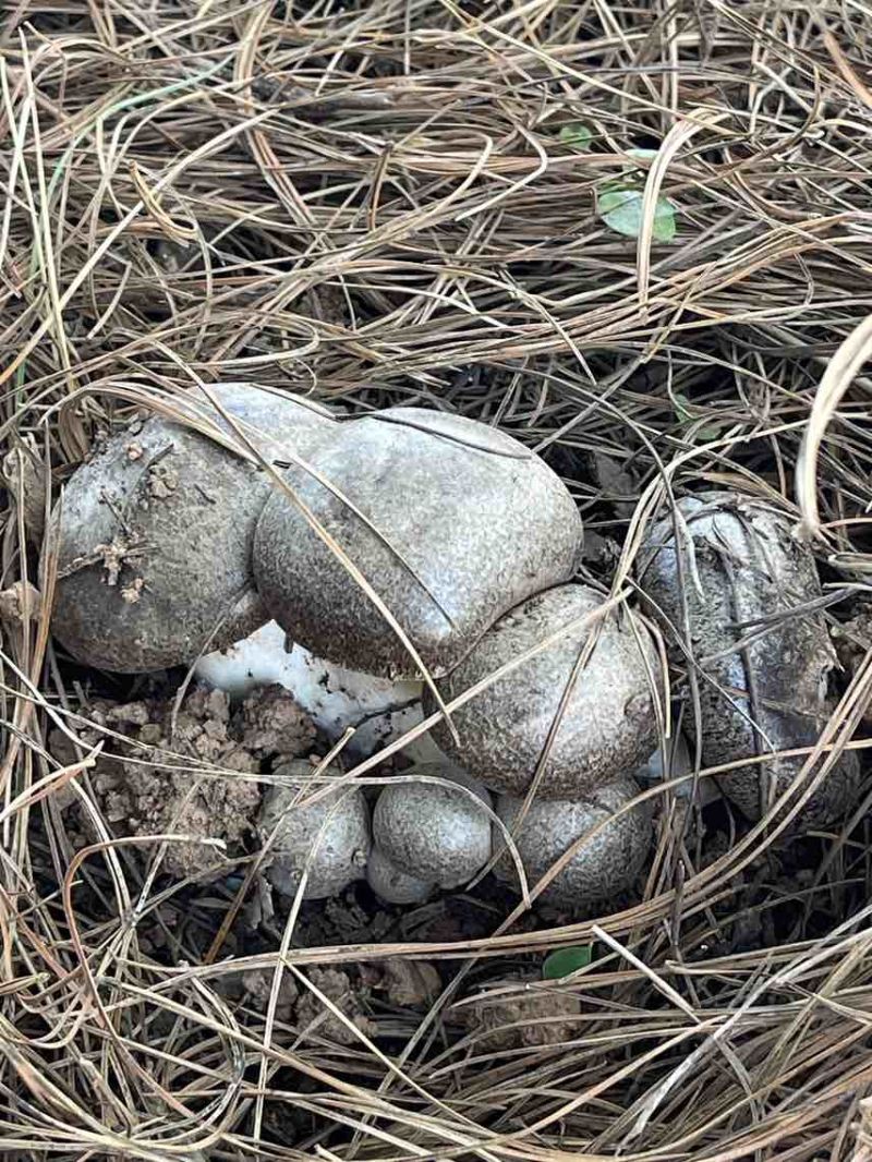 云南高山林下种植新鲜虎掌菌现采现发基地溯源直发