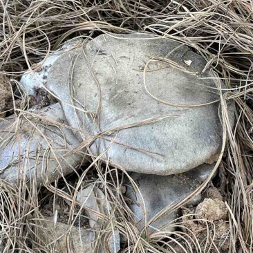 云南高山林下种植新鲜虎掌菌现采现发基地溯源直发