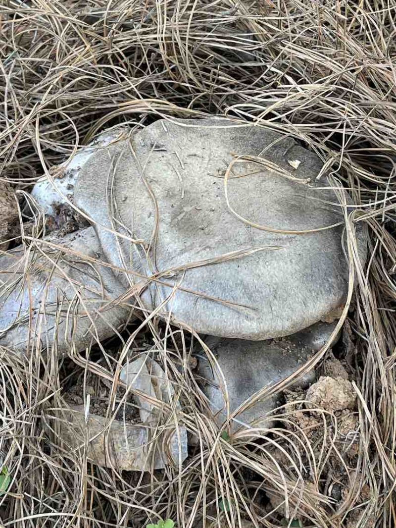 云南高山林下种植新鲜虎掌菌现采现发基地溯源直发