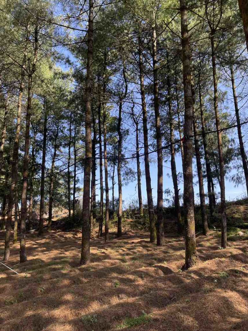 云南高山林下种植新鲜虎掌菌现采现发基地溯源直发