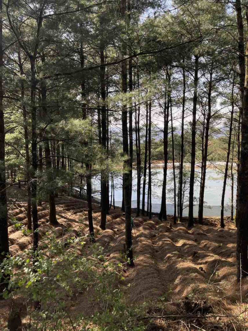云南高山林下种植新鲜虎掌菌现采现发基地溯源直发