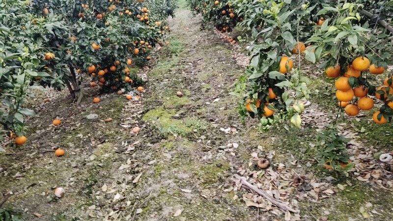广西沃柑