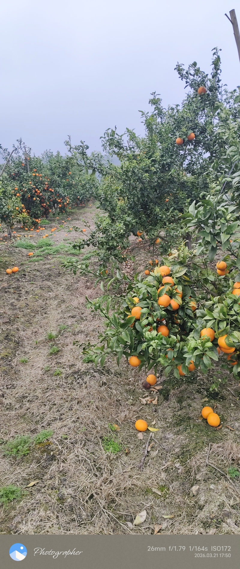 广西沃柑