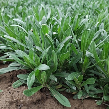 面条菜柳叶菜大叶面条菜野菜小叶面条菜