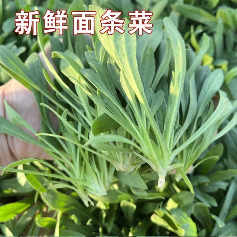 面条菜柳叶菜大叶面条菜野菜小叶面条菜