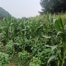 黄豆子