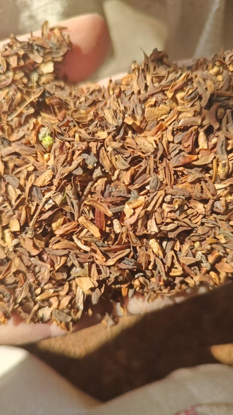 连翘种籽