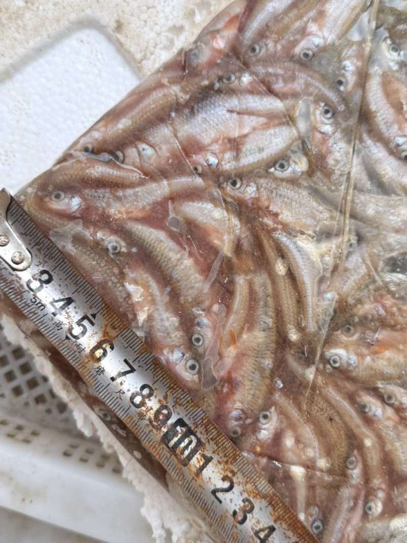 亮眼需要可联系大小都有可长期供货