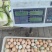 山东双色粉八鸡蛋，每天100件