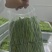 各品级优质贡菜